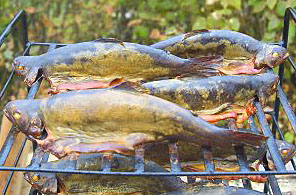 Chov a predaj rýb, Zlaté rybníky